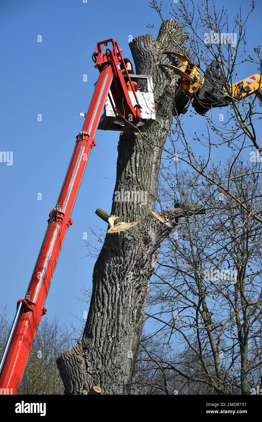 Tree felling with a felling crane in Ahnepark, Vellmar, Hesse, Germany Stock Photo