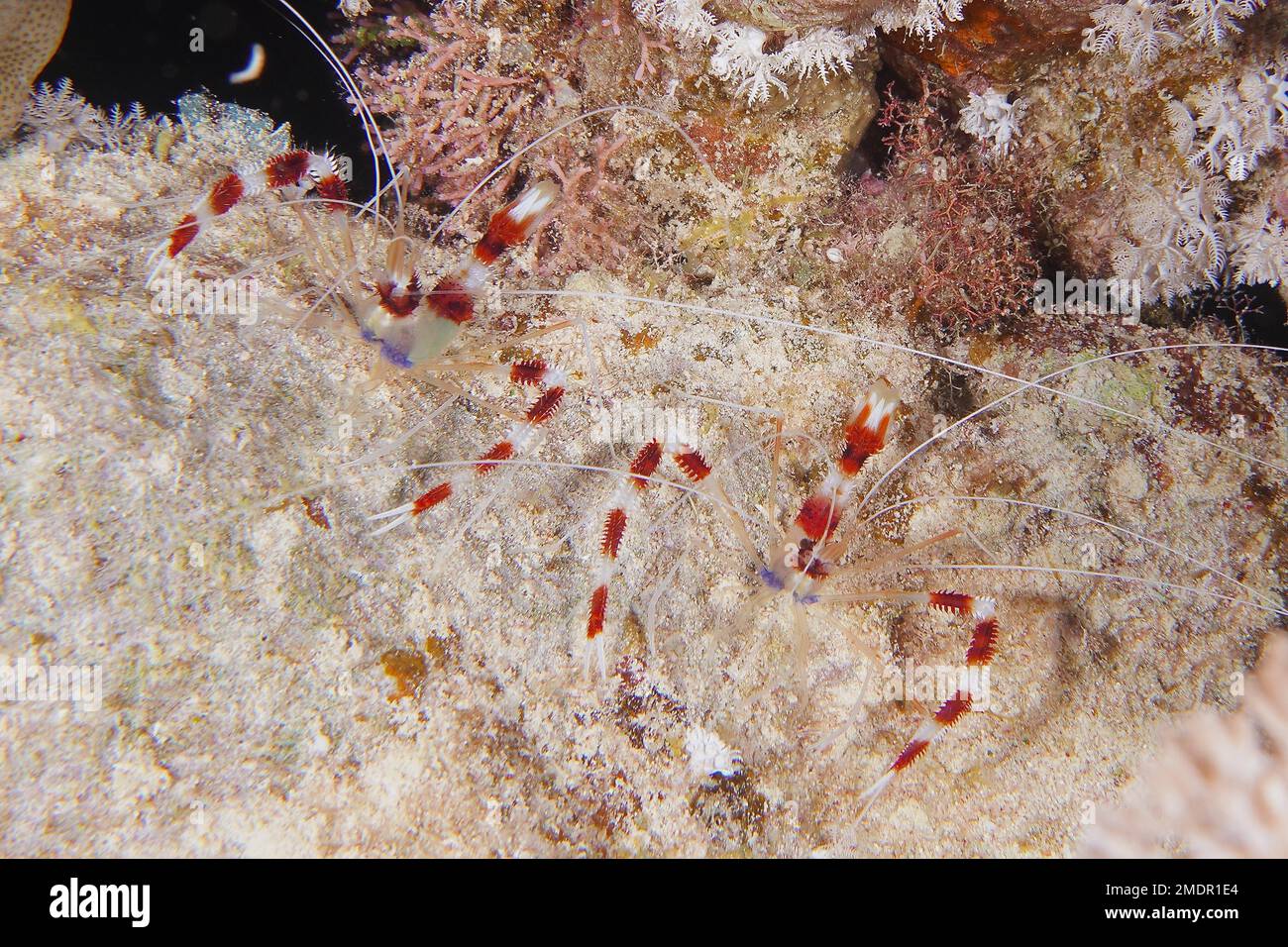 Two specimens of banded coral shrimp (Stenopus hispidus), Fury Shoals dive site, Red Sea, Egypt Stock Photo