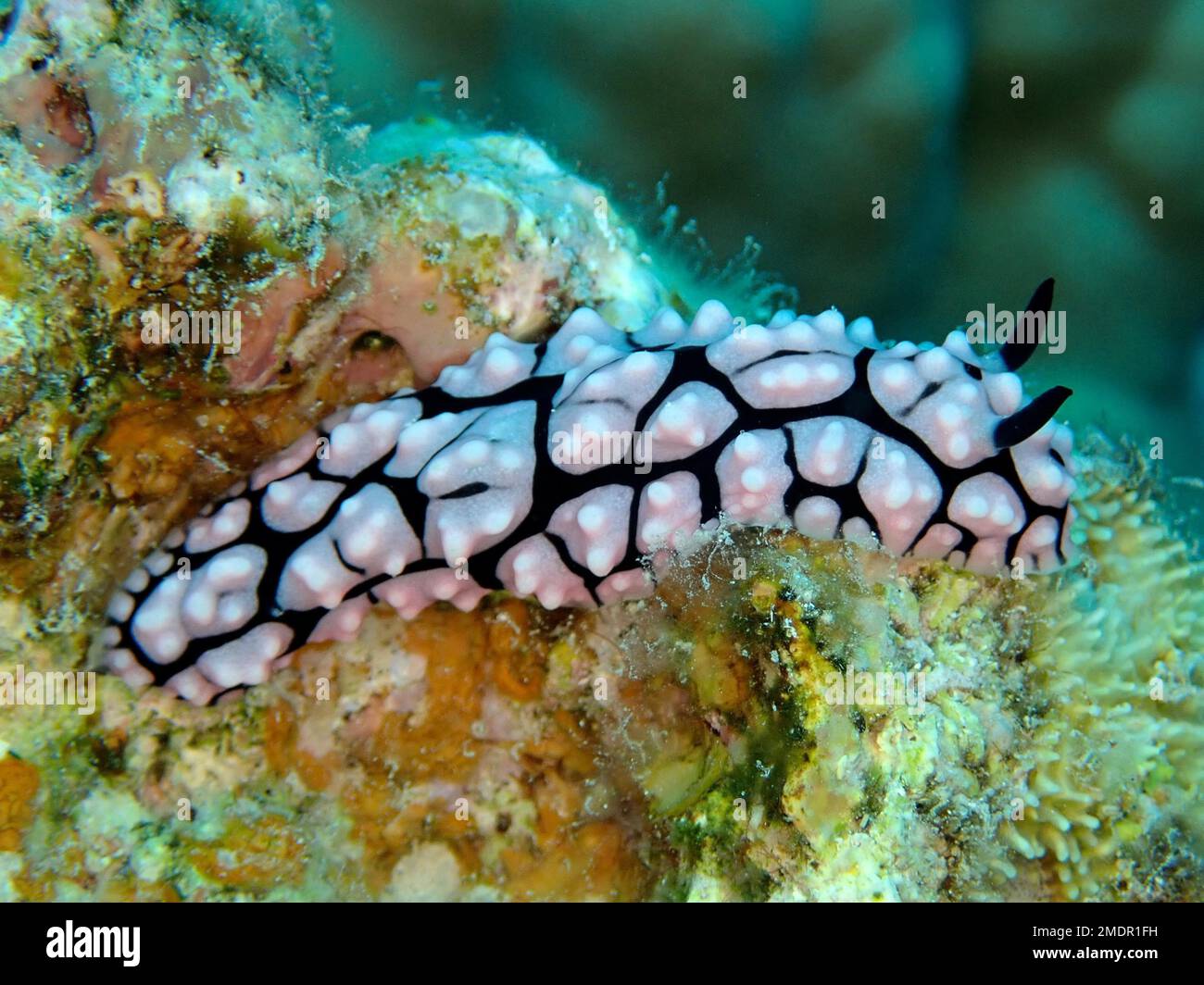 Wart snail, Pustule Wart Snail (Phyllidiella pustulosa), Dive Site House Reef, Mangrove Bay, El Quesir, Red Sea, Egypt Stock Photo
