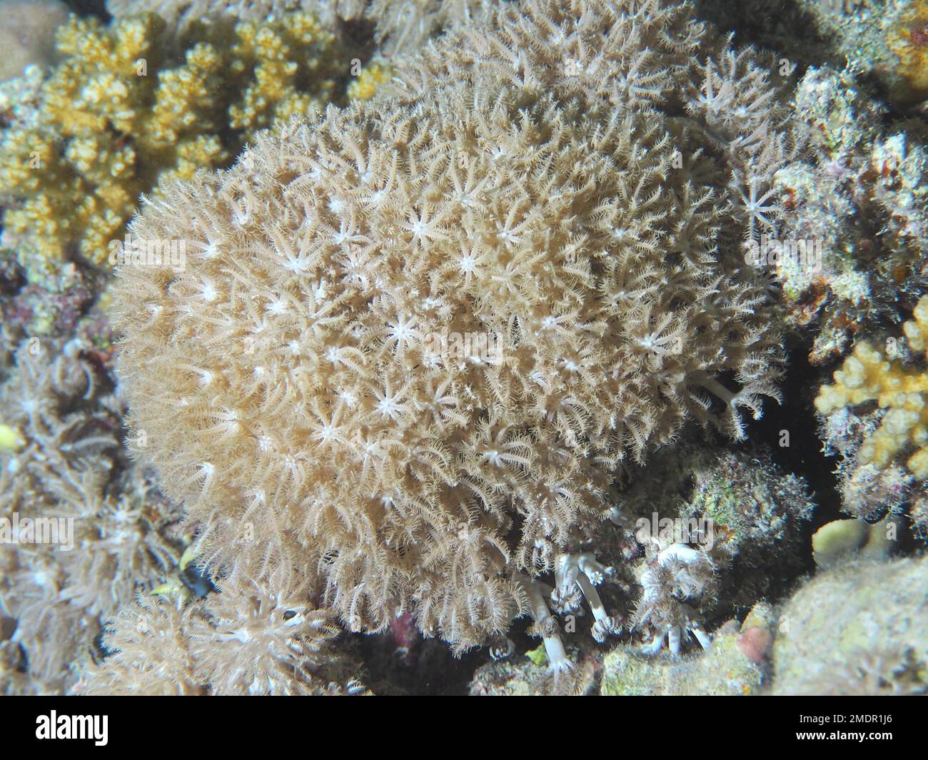 Pulsating xenid (Heteroxenia fuscescens), Elphinstone Reef dive site ...