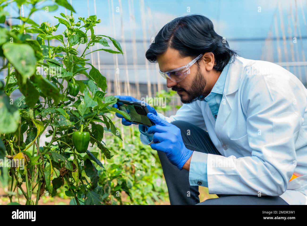 agro scientist checking vegetables or lant growth by taking photos on mobile phone at greenhouse - concept of research, analysis and biotechnology. Stock Photo