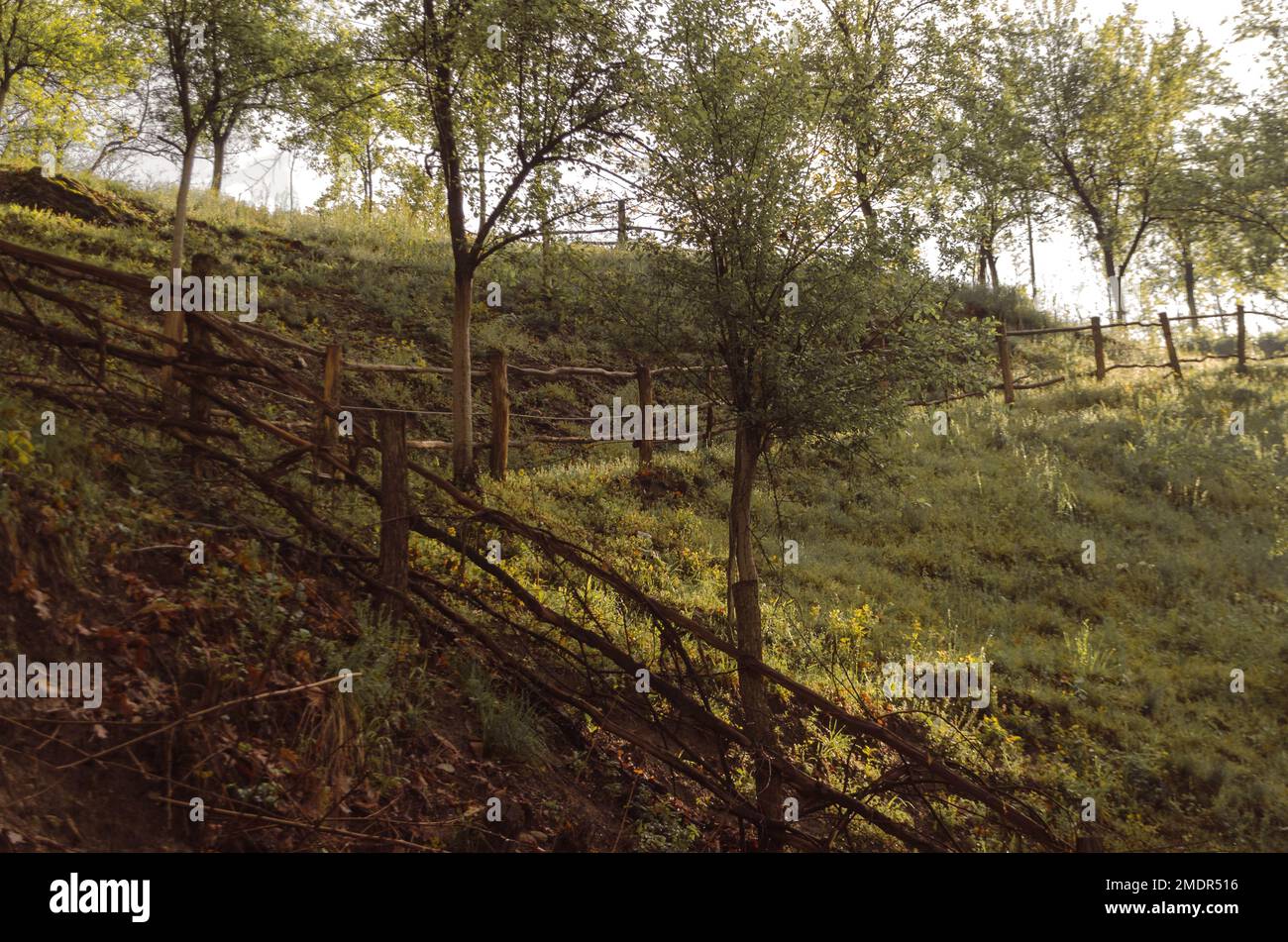 Enchanted forest scene hi-res stock photography and images - Alamy