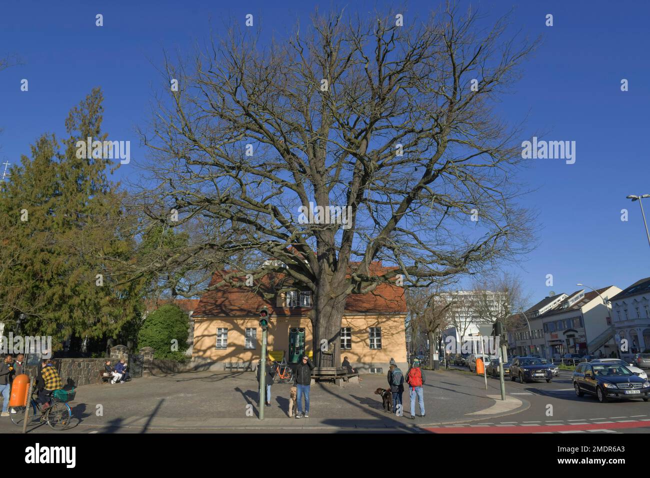 Peace Oak, Clayallee, Zehlendorf, Berlin Stock Photo