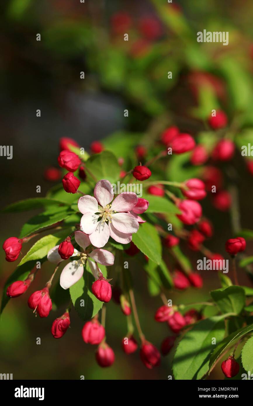 The cherry blossom flowers in spring sunshine macro shot Stock Photo ...