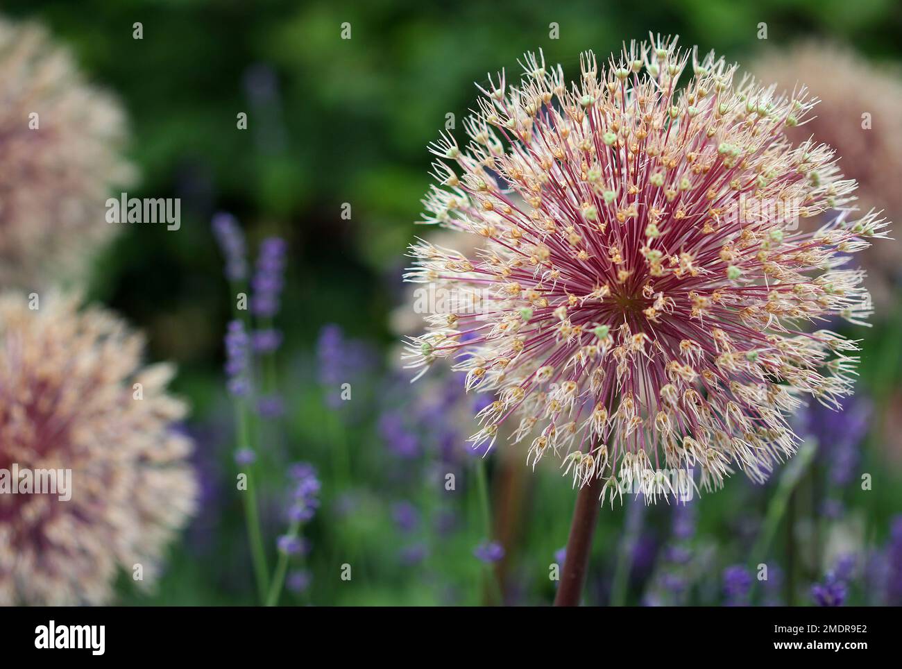 The bright round alium flower macro shot Stock Photo