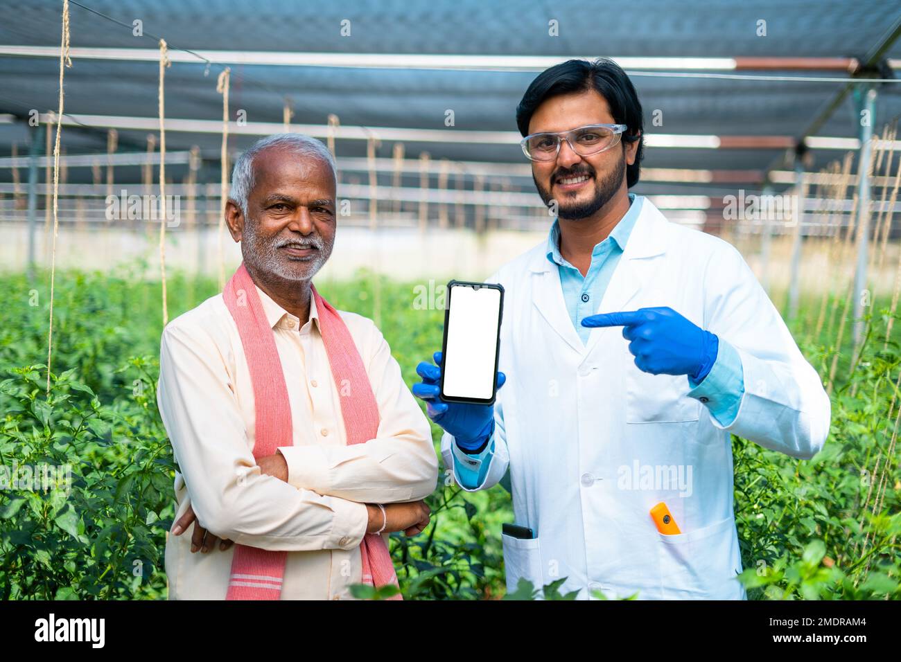 Happy agro scientist showing green screen mobile phone by pointing finger with Indian farmer at greenhouse by looking at camea - concept of Stock Photo