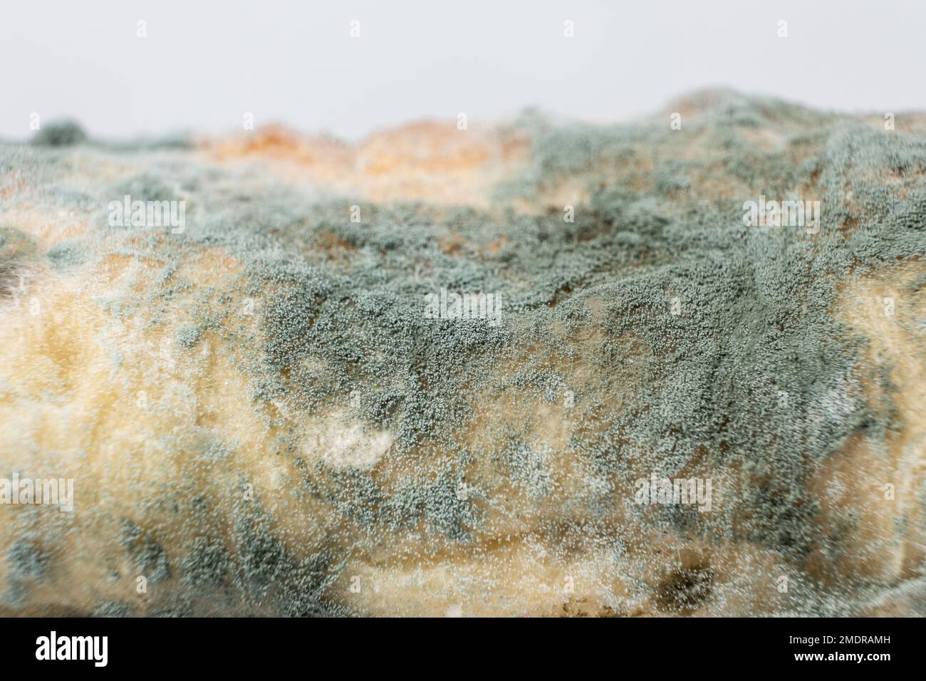 Mold on bread on a white background close-up. The danger of mold, stale products. Stock Photo