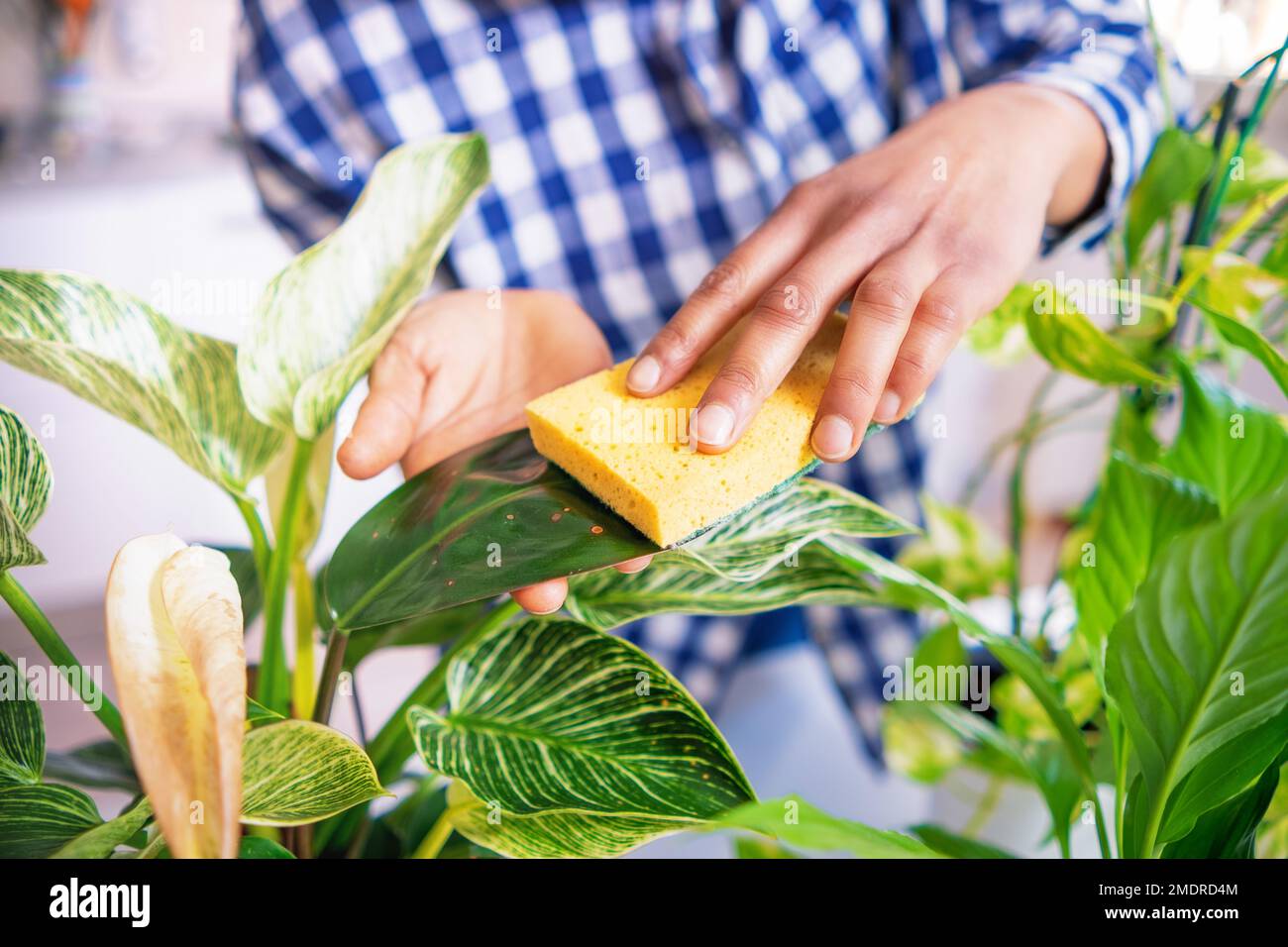 Happy black woman taking care and plant parenting of home plants