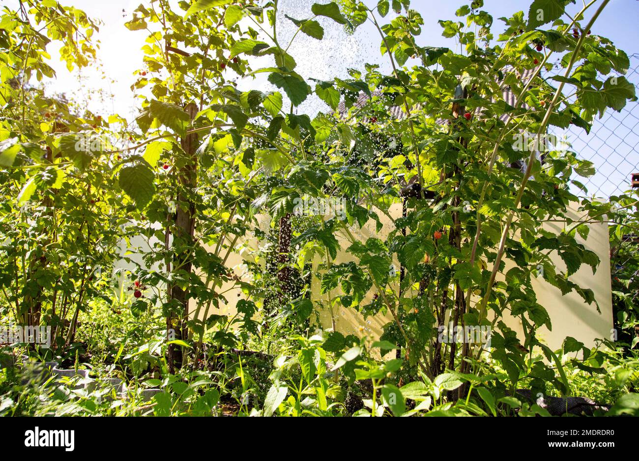 Watering raspberry bushes with water on a hot summer day. Growing