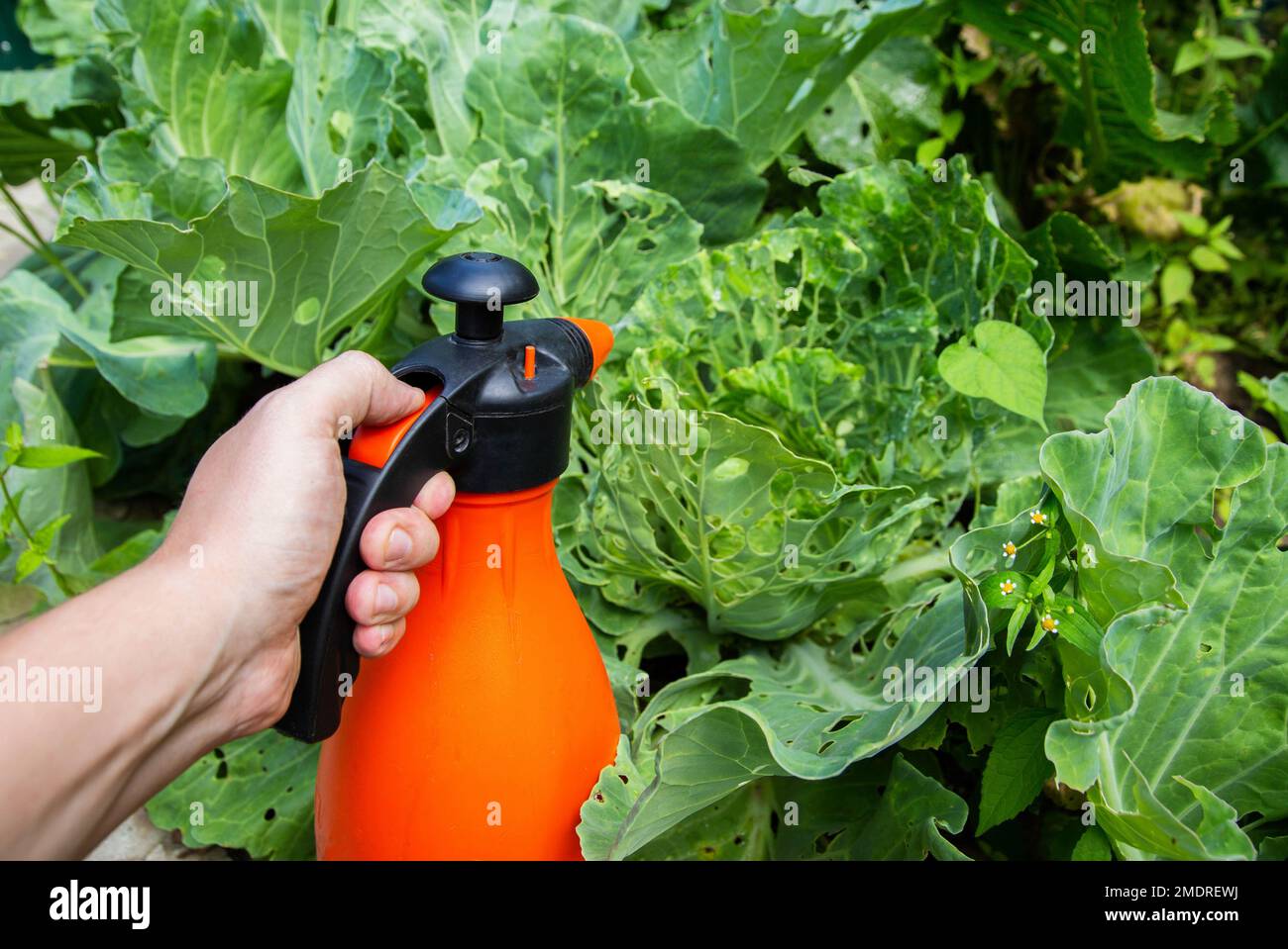 Spraying a head of cabbage in the garden with a solution of ammonia and
