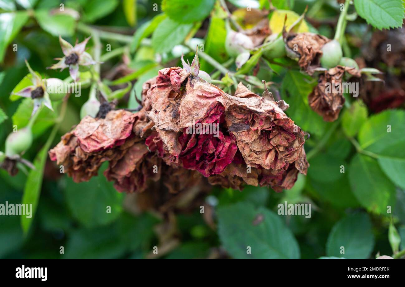Drying buds on a spray rose. Improper rose care, powdery mildew and