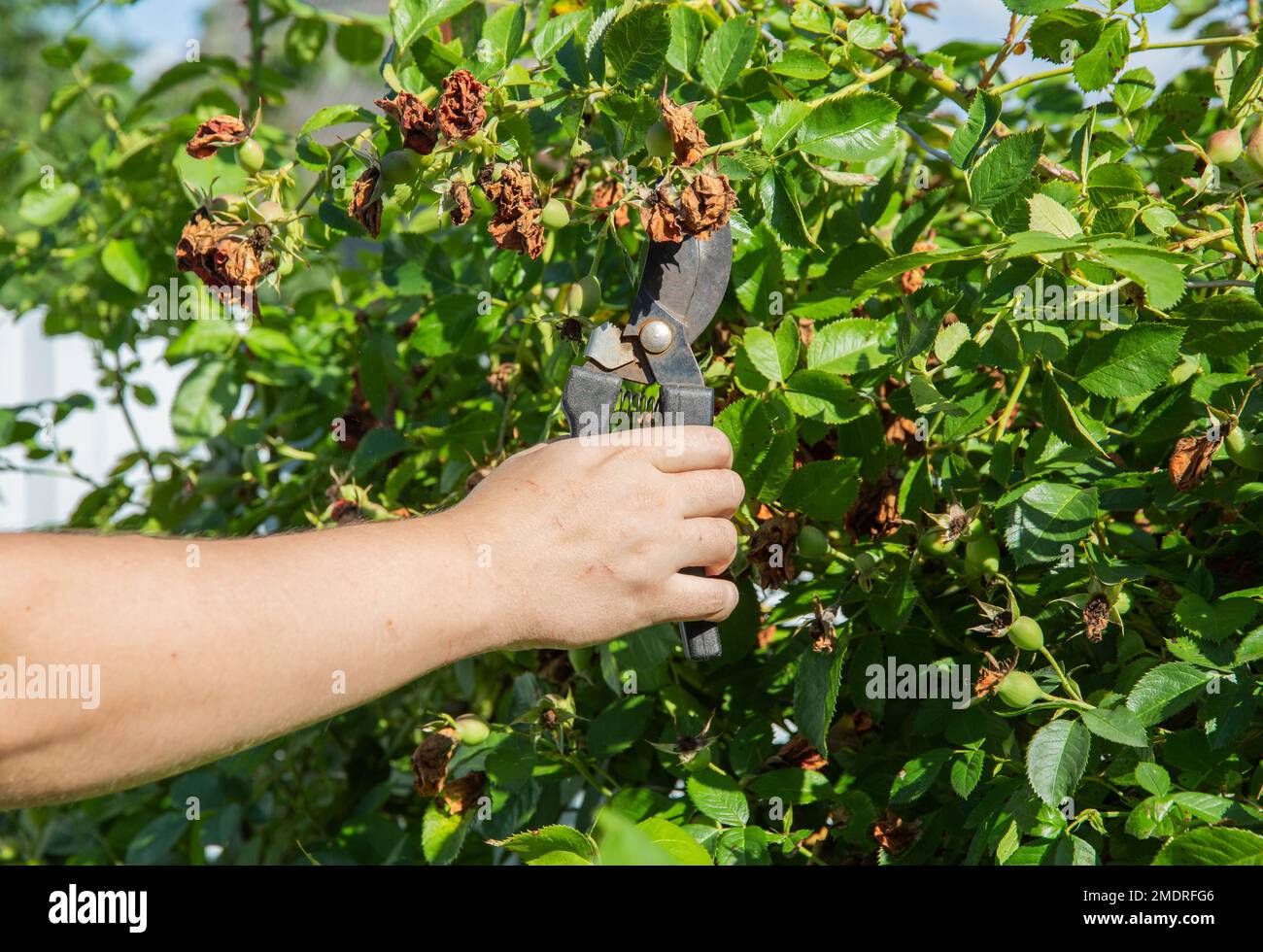 Black spot rose pruning hires stock photography and images Alamy