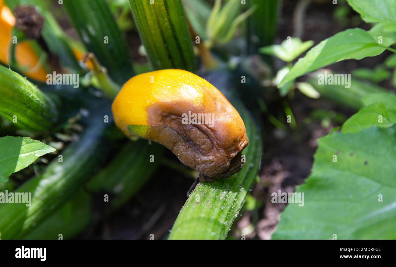 Rotting zucchini in the garden. Lack of trace elements and excess moisture. Stock Photo
