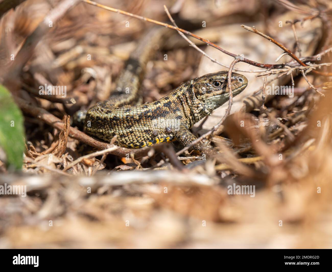 Common Lizard Hiding Under Heather Stock Photo Alamy