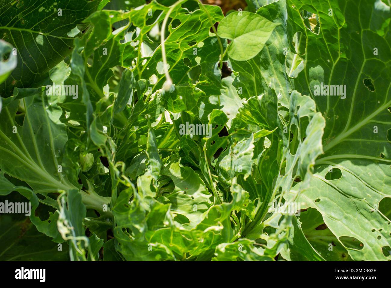 Cabbage leaves in holes in the garden. Pests are a cabbage butterfly that lays eggs and
