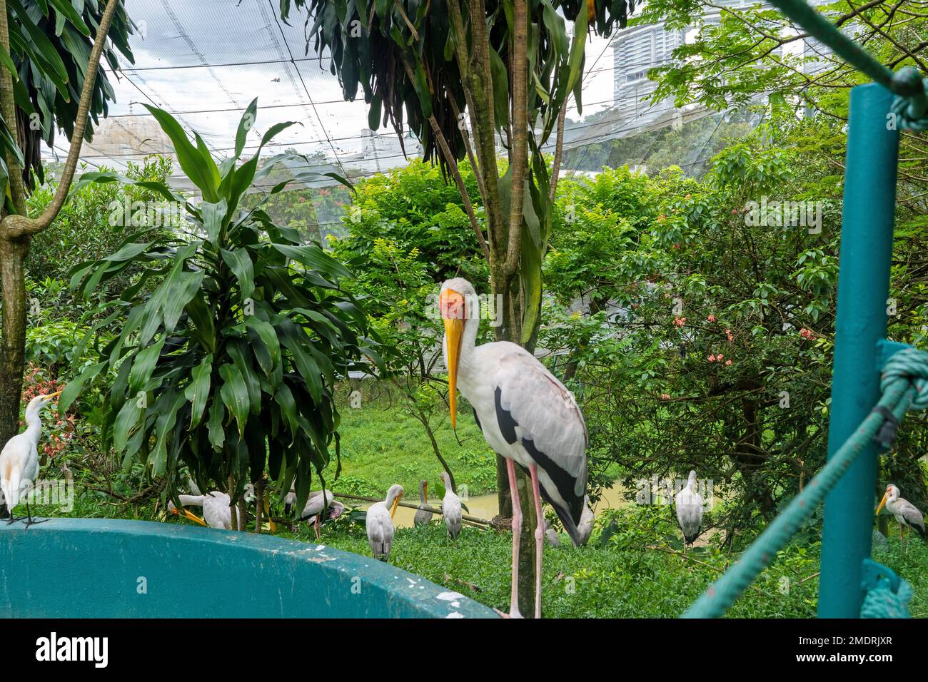 Kuala Lumpur, Malaysia December 16th, 2022 Birds Garden Stock Photo