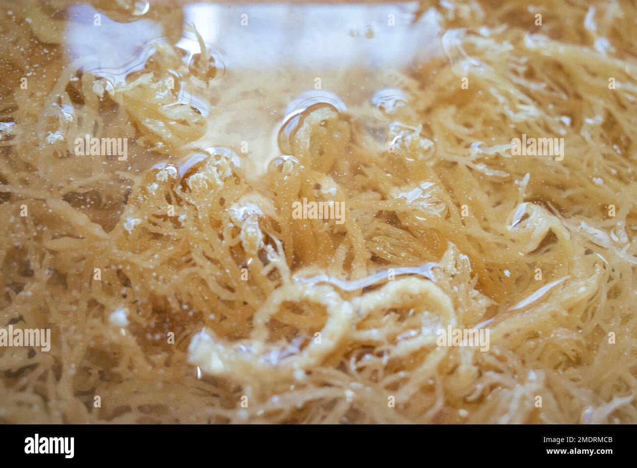 Sea bird nest or Eucheuma Cottonii Seaweed being cleaned with water