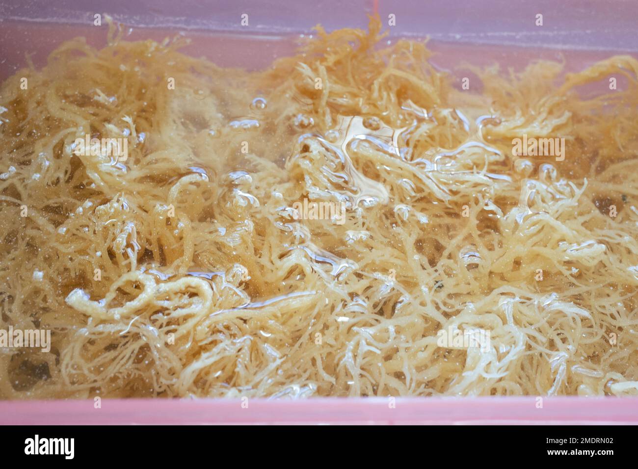 Sea bird nest or Eucheuma Cottonii Seaweed being cleaned with water