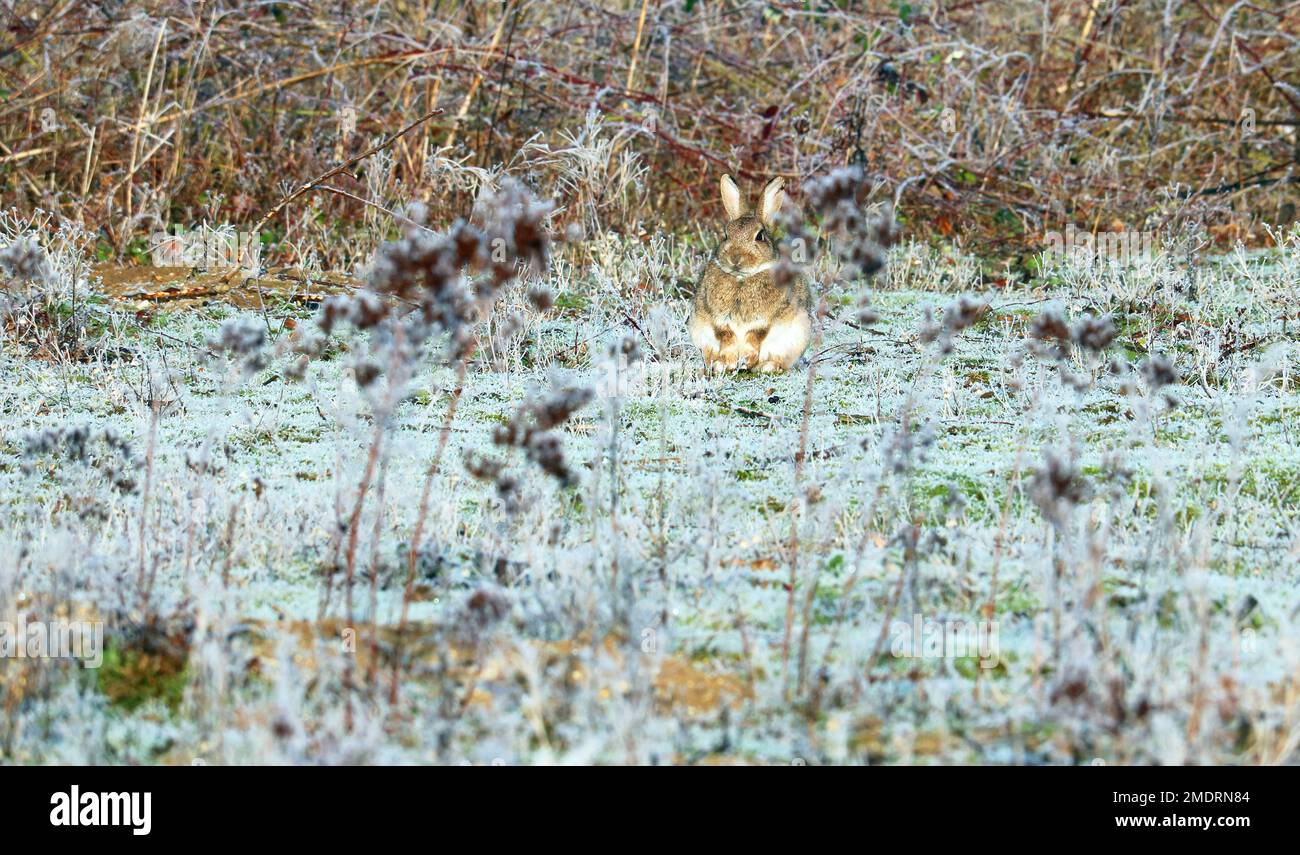 Rabbit (Leporidae) sitting on the white frosty grass in the Winter. Stock Photo