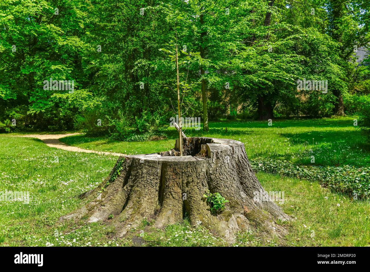 Beech, stump, new sapling Fuerst-Pueckler-Park Branitz, Cottbus, Brandenburg, Germany Stock Photo