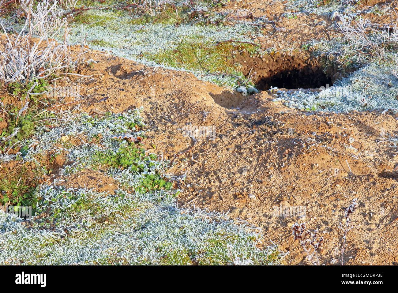 Holes in the ground dug by rabbits. Entrance to their burrows Stock Photo Alamy