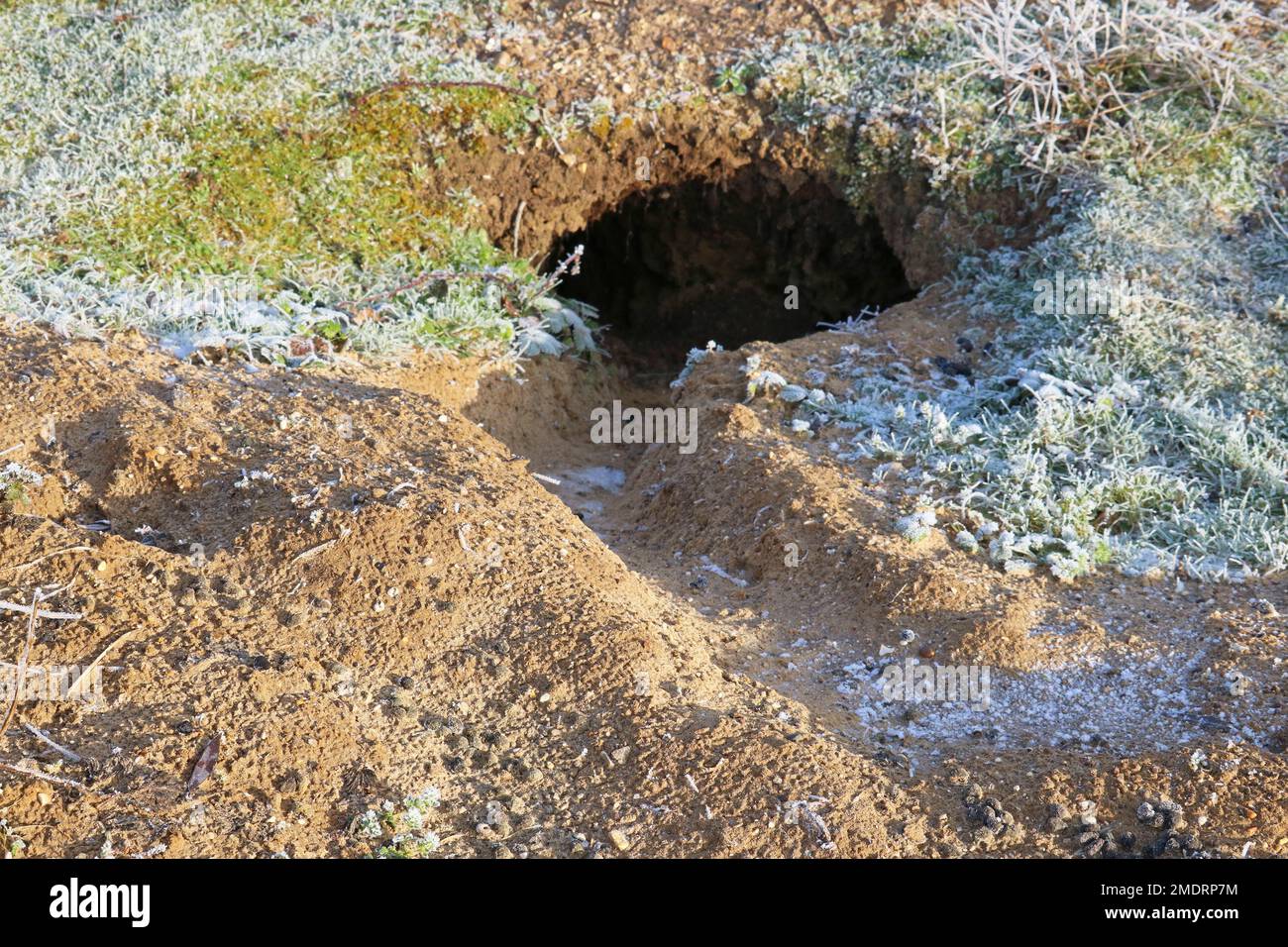 Holes in the ground dug by rabbits. Entrance to their burrows Stock Photo Alamy