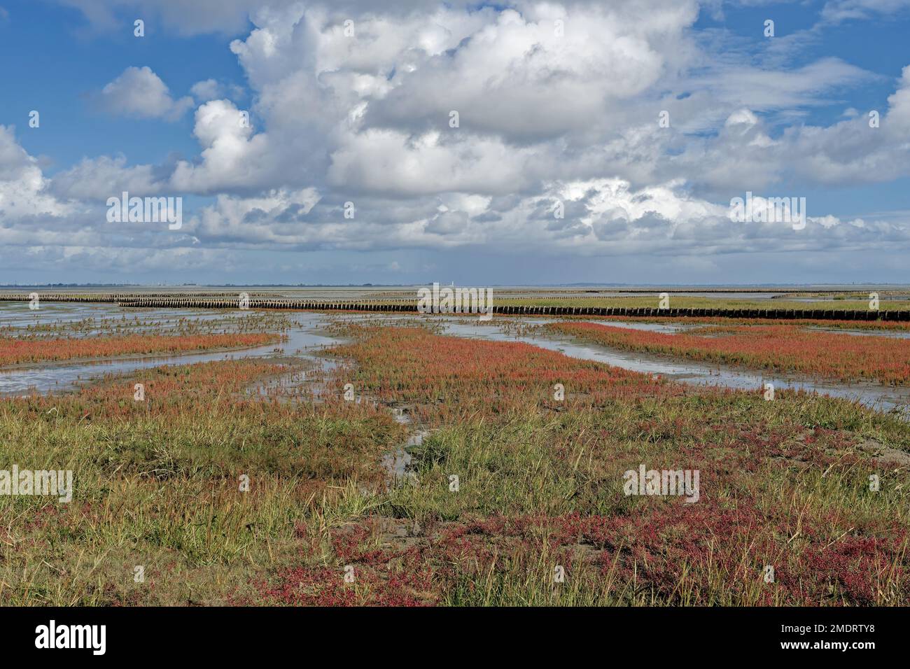 Salt Marsh with glasswort (Salicornia europaea) in bloom,North Sea,North Frisia,Germany Stock Photo