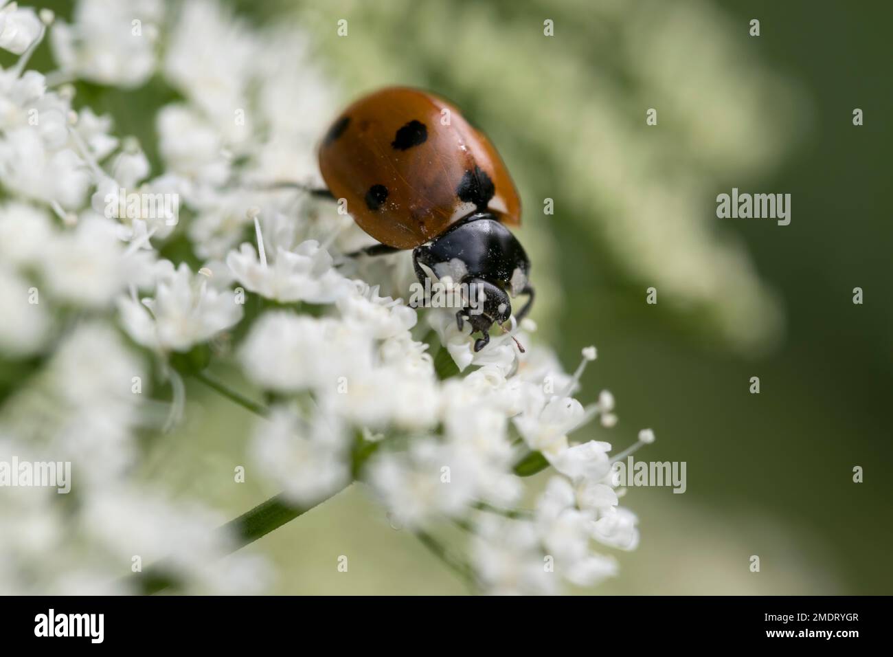 7 spot Ladybird Coccinella 7 punctata feeding on sweet cicely Myrrhis odorata Stock Photo