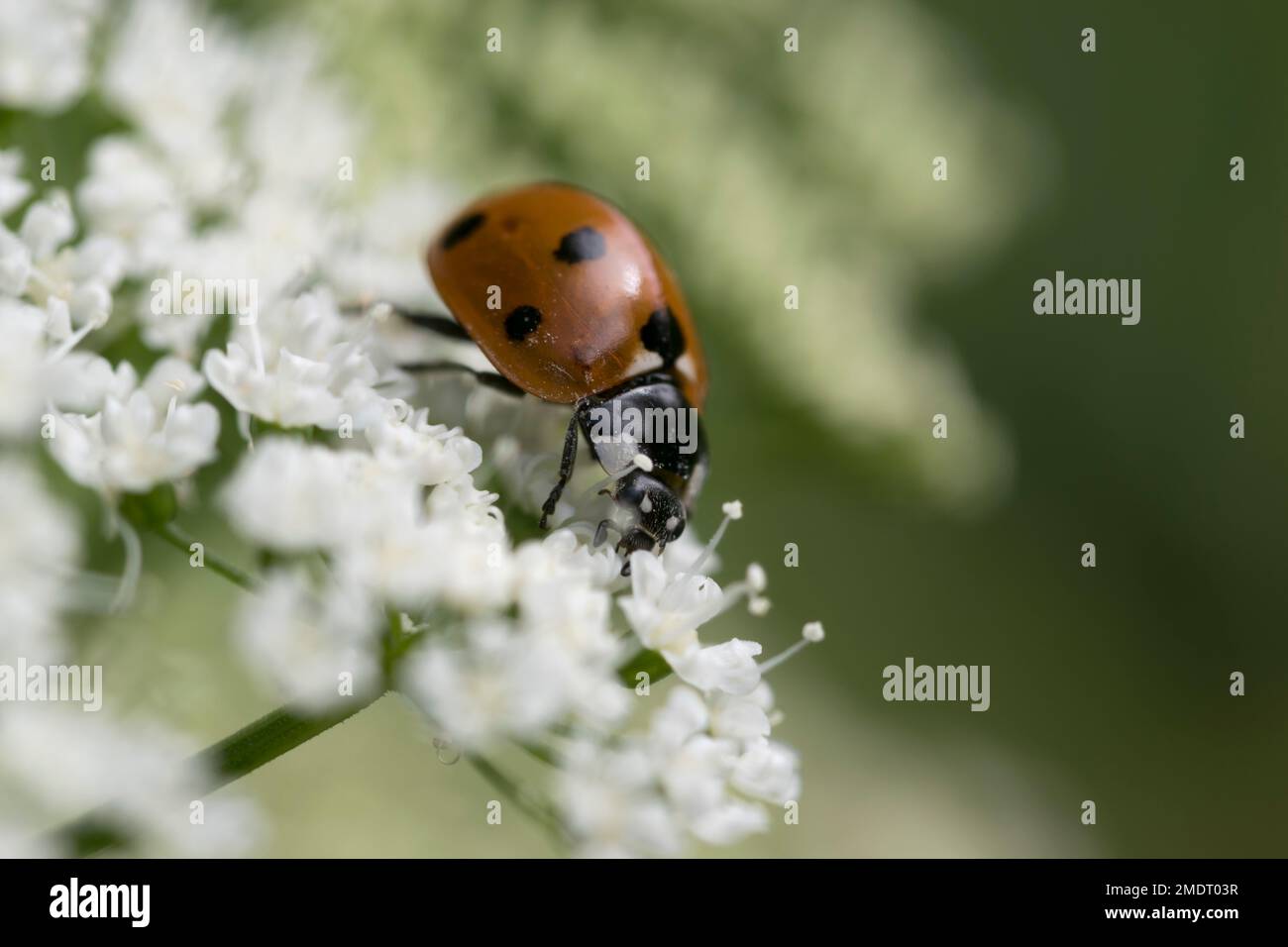 7 spot Ladybird Coccinella 7 punctata feeding on sweet cicely Myrrhis odorata Stock Photo