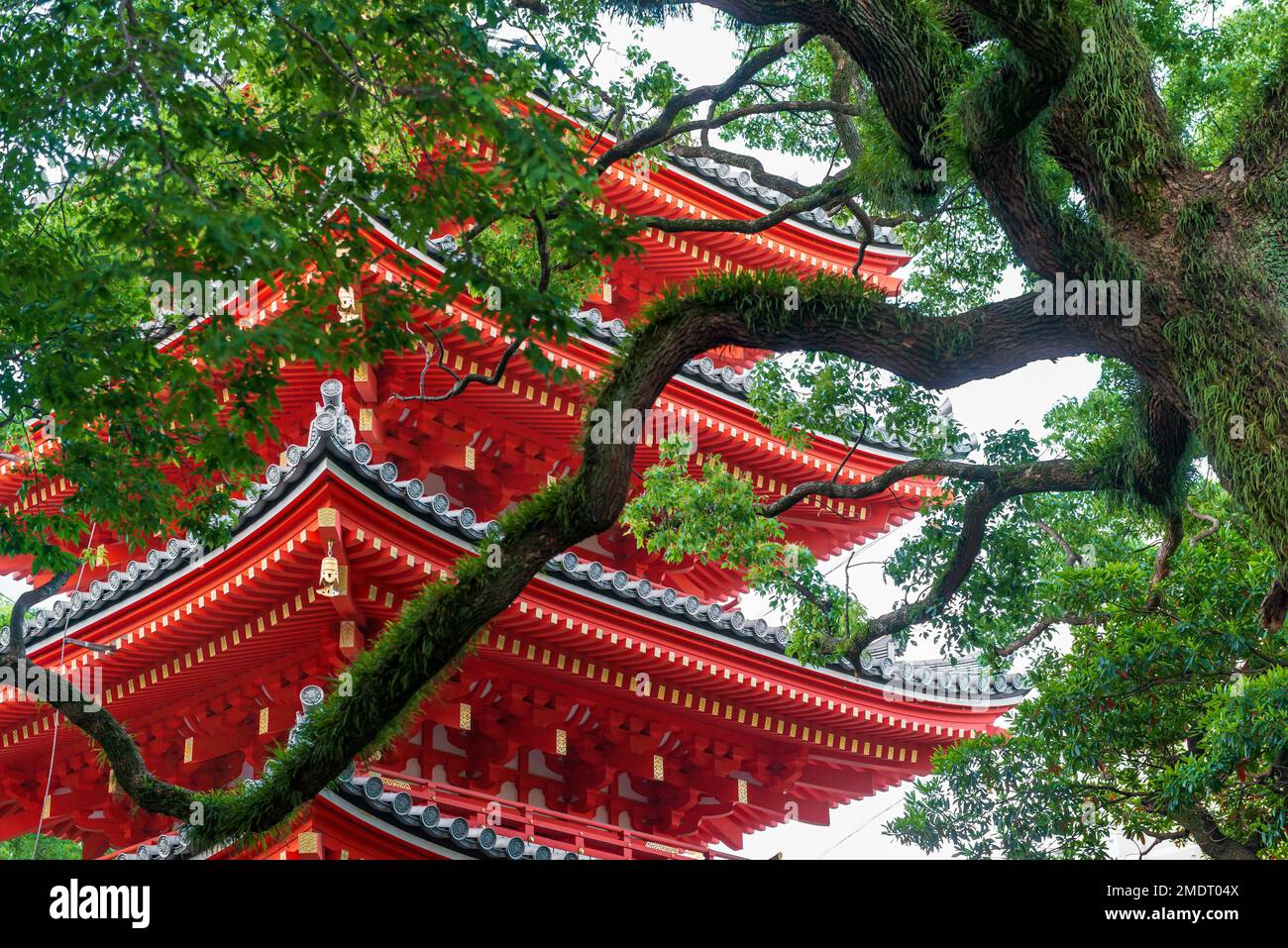 Traditional japanese curved roof and picturesque tree branches. Shrine
