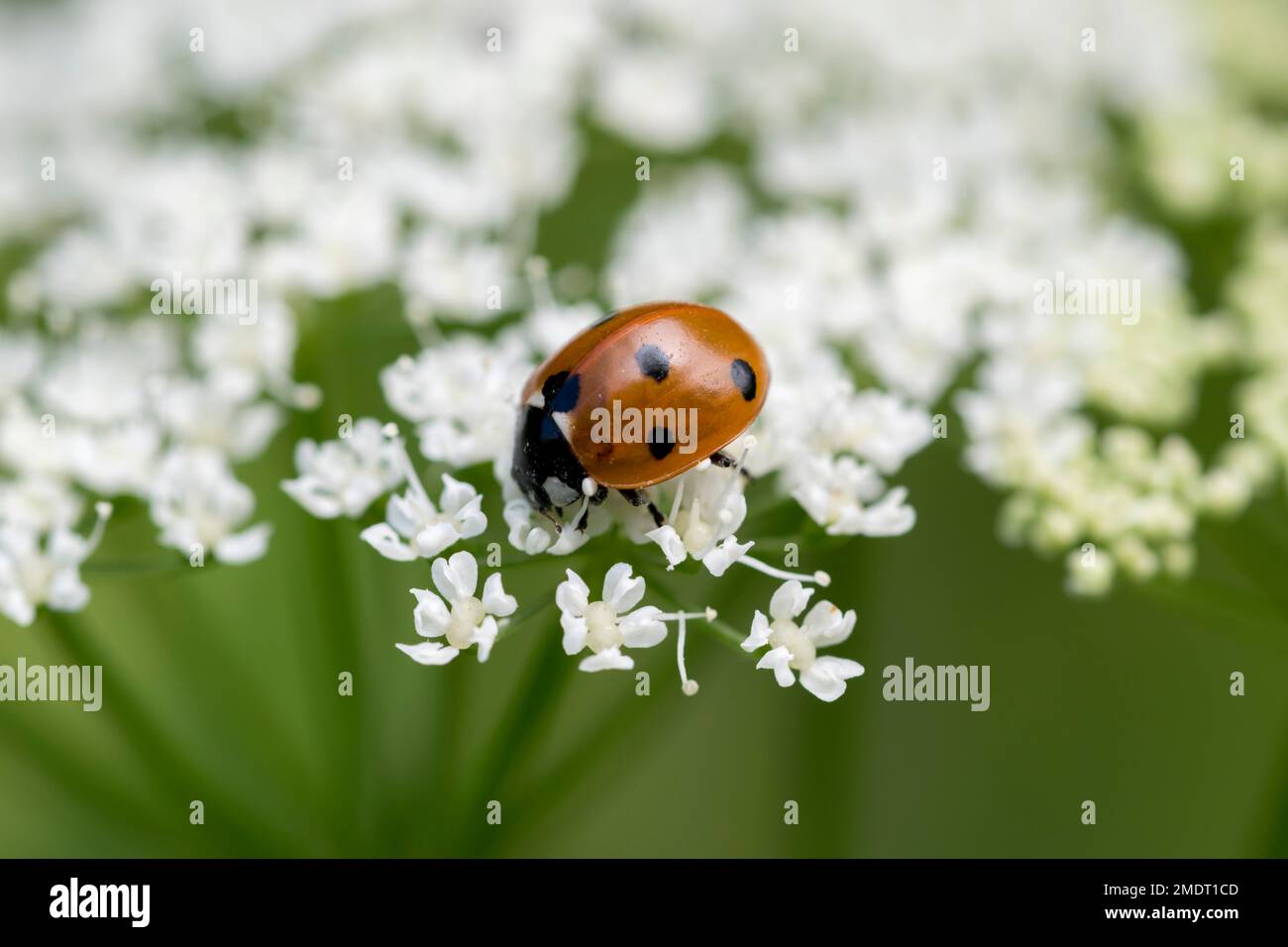 7 spot Ladybird Coccinella 7 punctata feeding on sweet cicely Myrrhis odorata Stock Photo