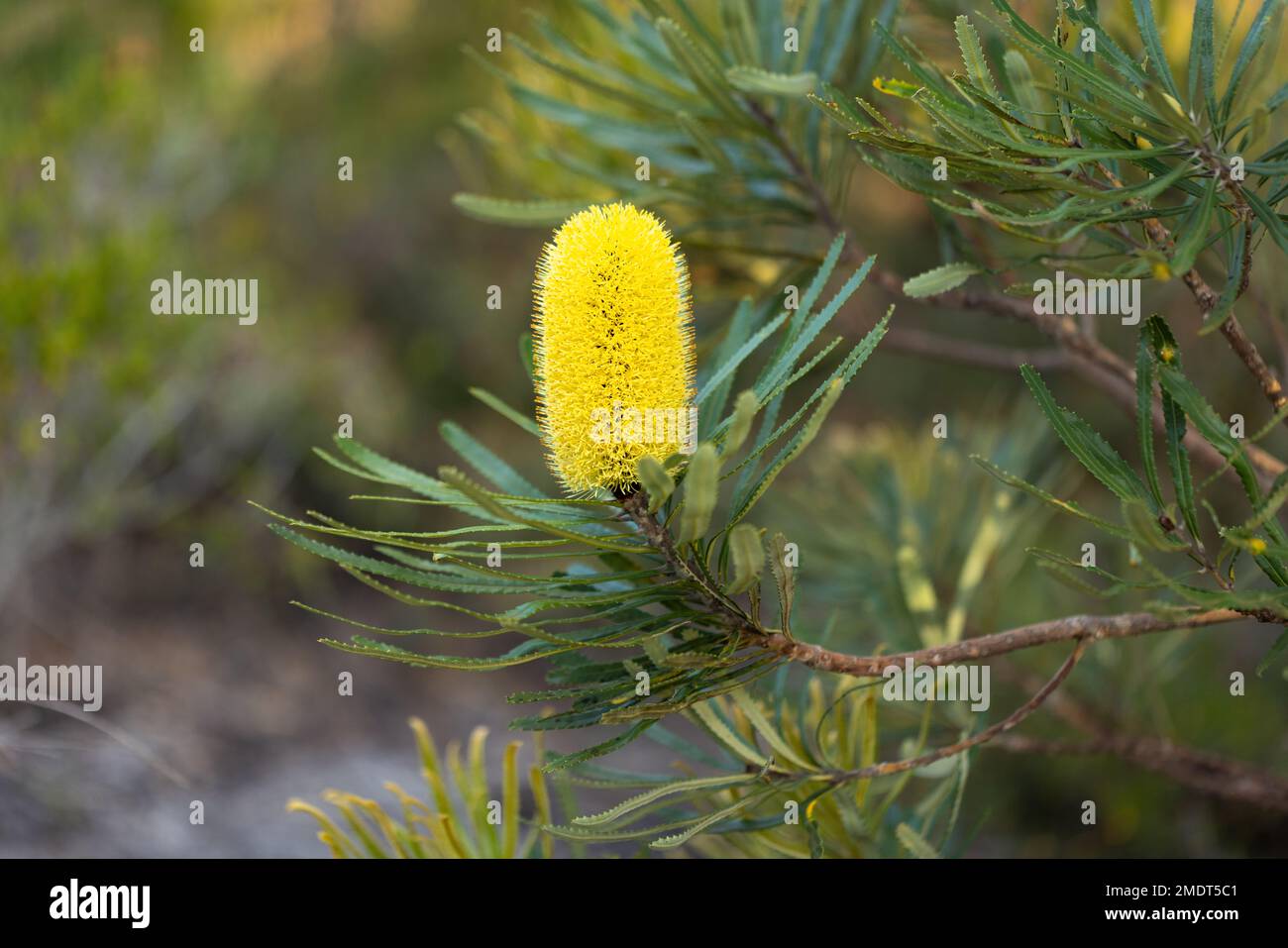 one yellow candlestick banksia flower amongst green serrated leaves Stock Photo