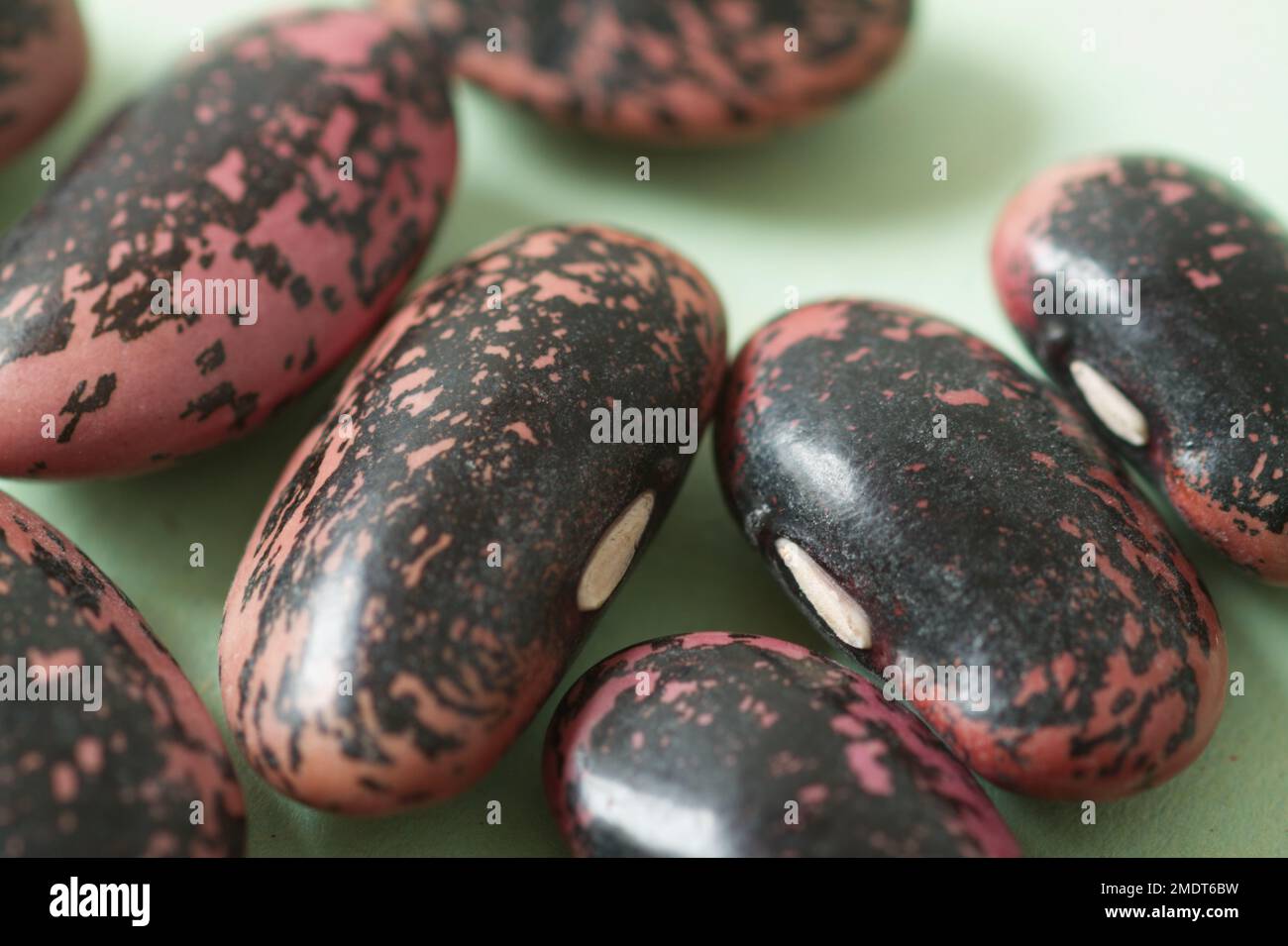 Seeds of the runner bean plant variety 'Scarlet Emperor' Stock Photo