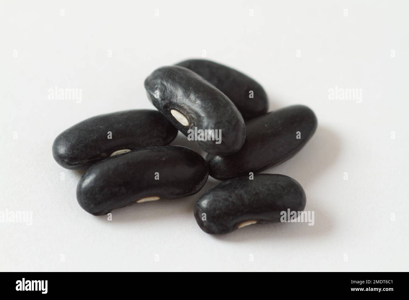 Seeds of the French bean plant variety 'Cobra' Stock Photo