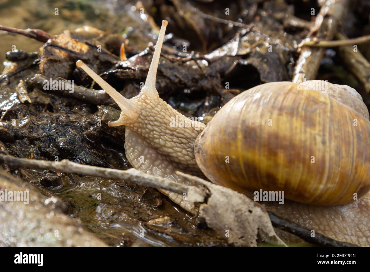 Burgundy snail, Helix, Roman snail, edible snail, escargot, on the surface of old stump with moss in a natural environment. Green moss and mold growin Stock Photo