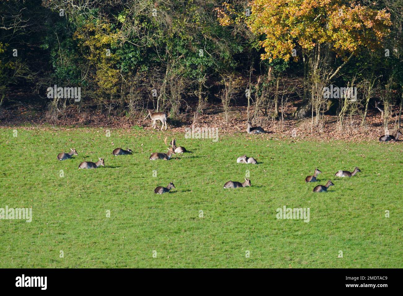 Herd of Fallow dear (Dama dama) with one Buck and several Doe's, Woolhope Herefordshire England UK. December 2022 Stock Photo