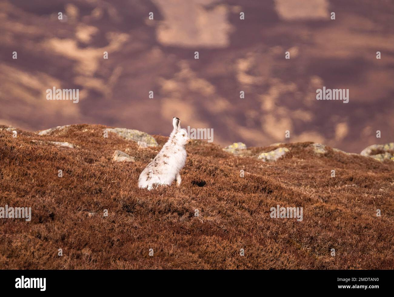Mountain hare (Lepus timidus) also known as a Blue hare, sat amongst the dried heather in the Cairngorms National Park Scotland UK. March 2022 Stock Photo