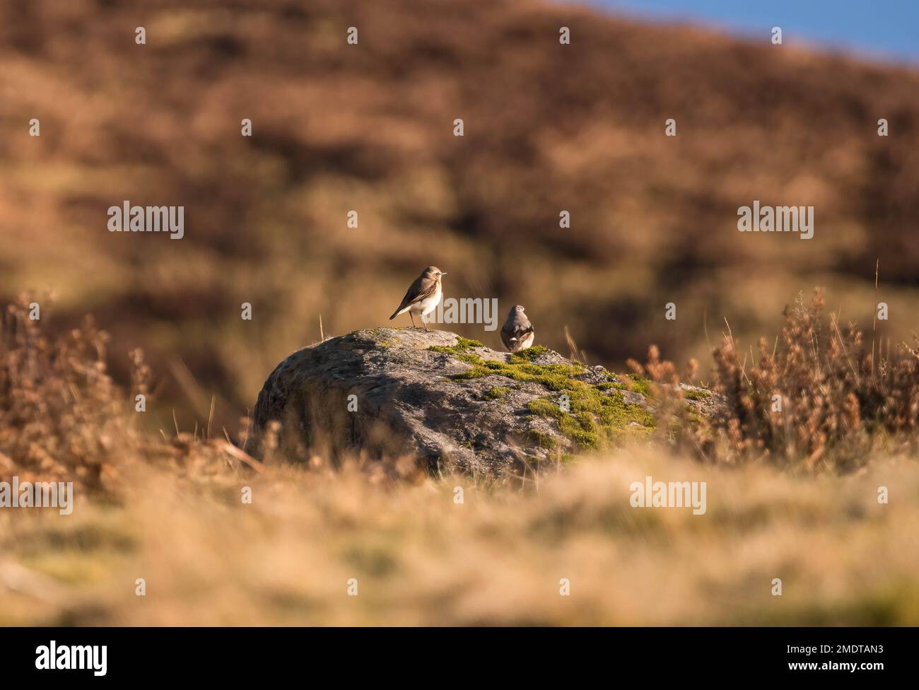 Male and female Wheatear (Oenanthe oenanthe) perched on moss covered rock, Cairngorms National Park Perthshire Scotland UK March 2022 Stock Photo