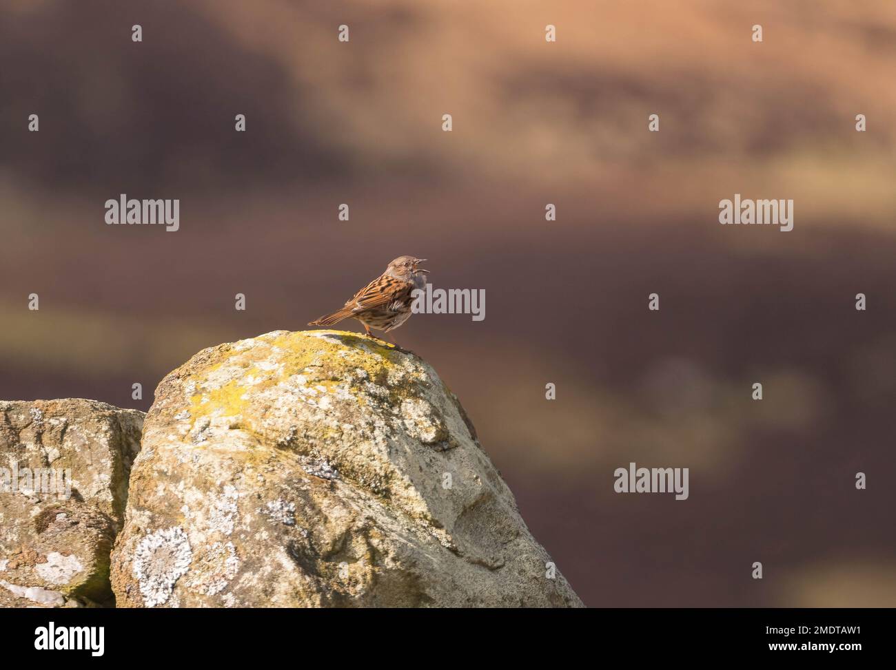 Dunnock (Prunella modularis) perched on lichen covered stone wall, Cairngorms National Park Scotland March 2022 Stock Photo
