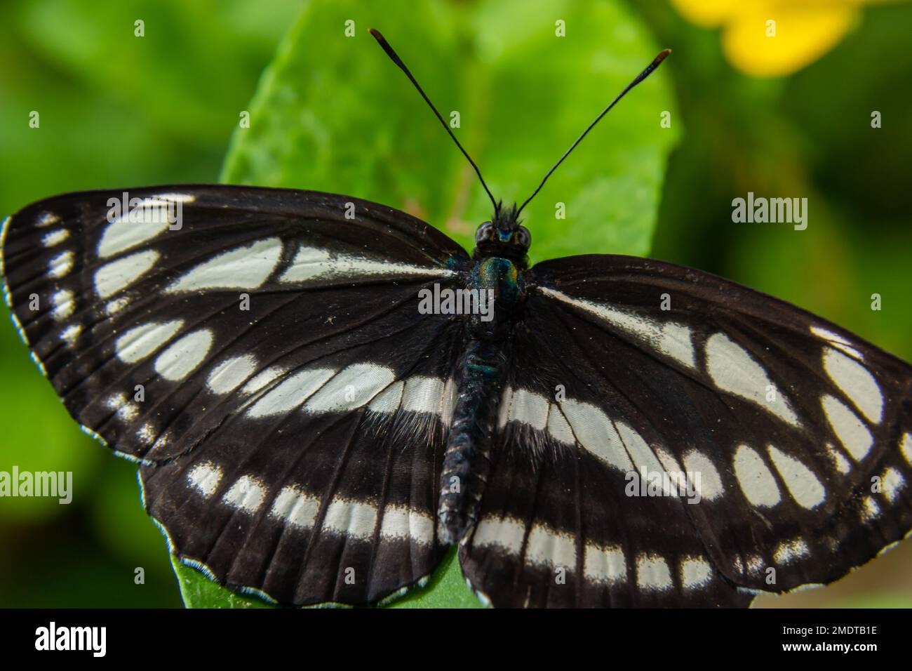 A day butterfly from the family nymphalidae, Neptis sappho. The butterfly is very trusting, is not afraid of a person, sits on his hands, on his face. Stock Photo