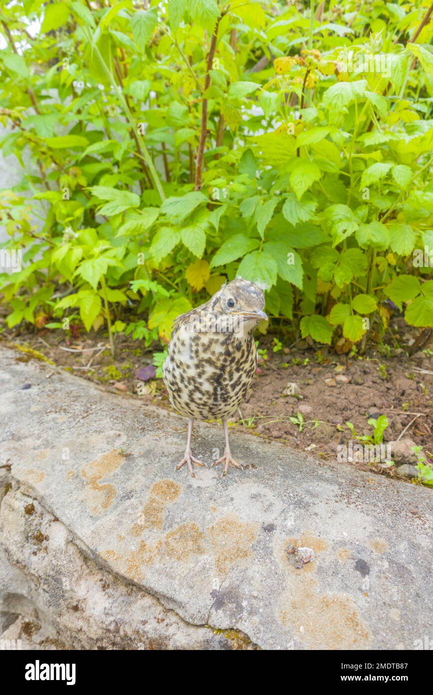 Hand reared Song thrush chick (Turdus philomelos) with downy feathers on it's head, Hereford Herefordshire England UK. June 2022 Stock Photo