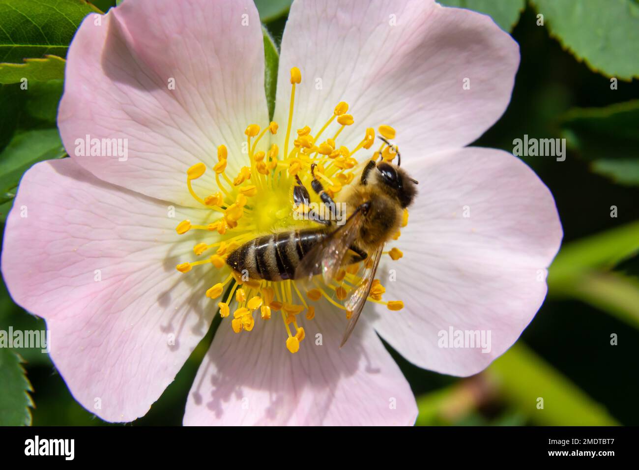 Honey bee Apis Mellifera is collecting pollen on white flower of bush dog rose. Latin rosa canina, similar to a sweet briar also called eglantine stat Stock Photo