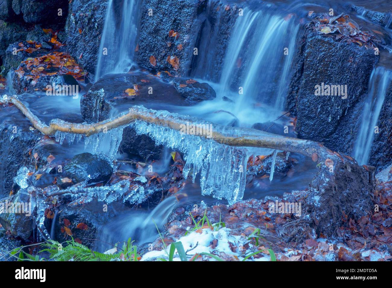 Cleddon Falls with icicles formed on a fallen sapling. The Wye Valley Monmouthshire Wales UK, December 2022 Stock Photo