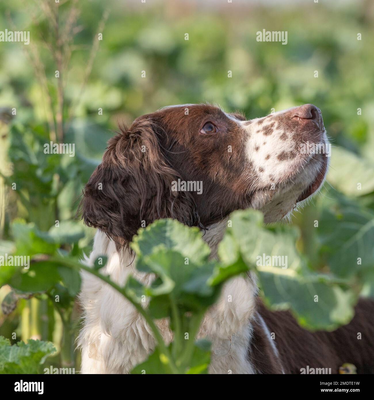 english springer spaniel Stock Photo