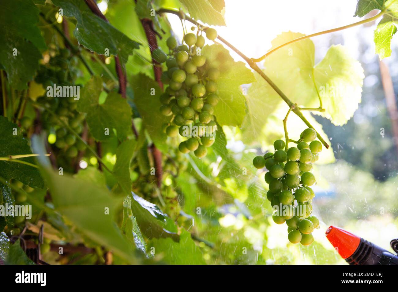Spraying grapes with a chemical ecological solution from diseases and