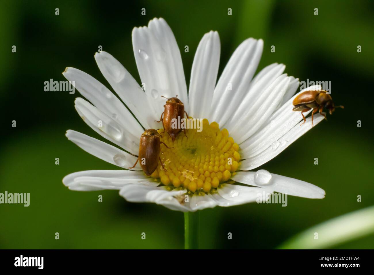 Raspberry beetle, Byturus tomentosus, on a chamomile flower. These are beetles from the fruit worm family Byturidae, the main pest that affects raspbe Stock Photo