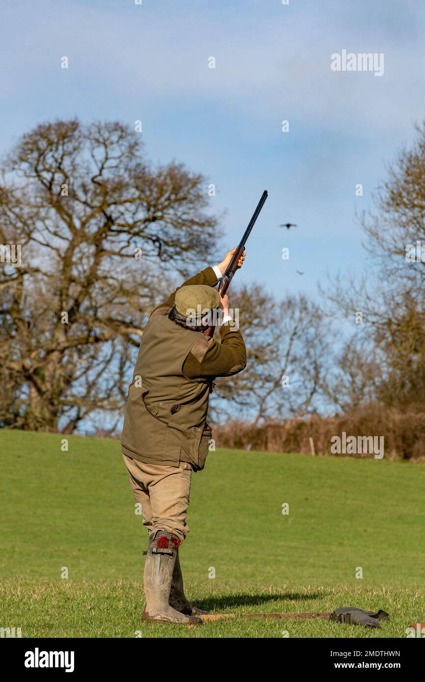 adult white male shooting pheasants Stock Photo