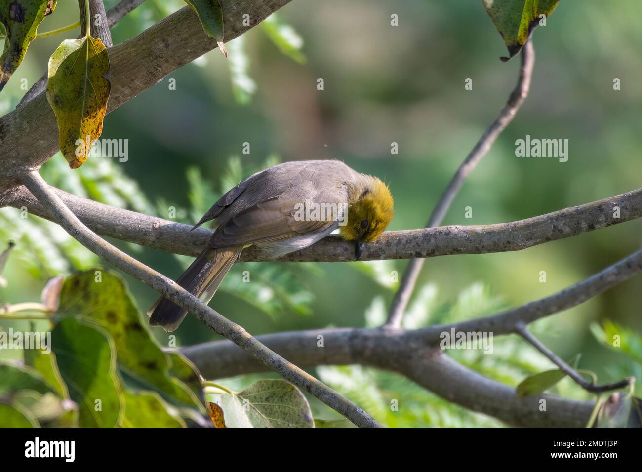 Yellow-throated bulbul (Pycnonotus xantholaemus) observed in Hampi Stock Photo