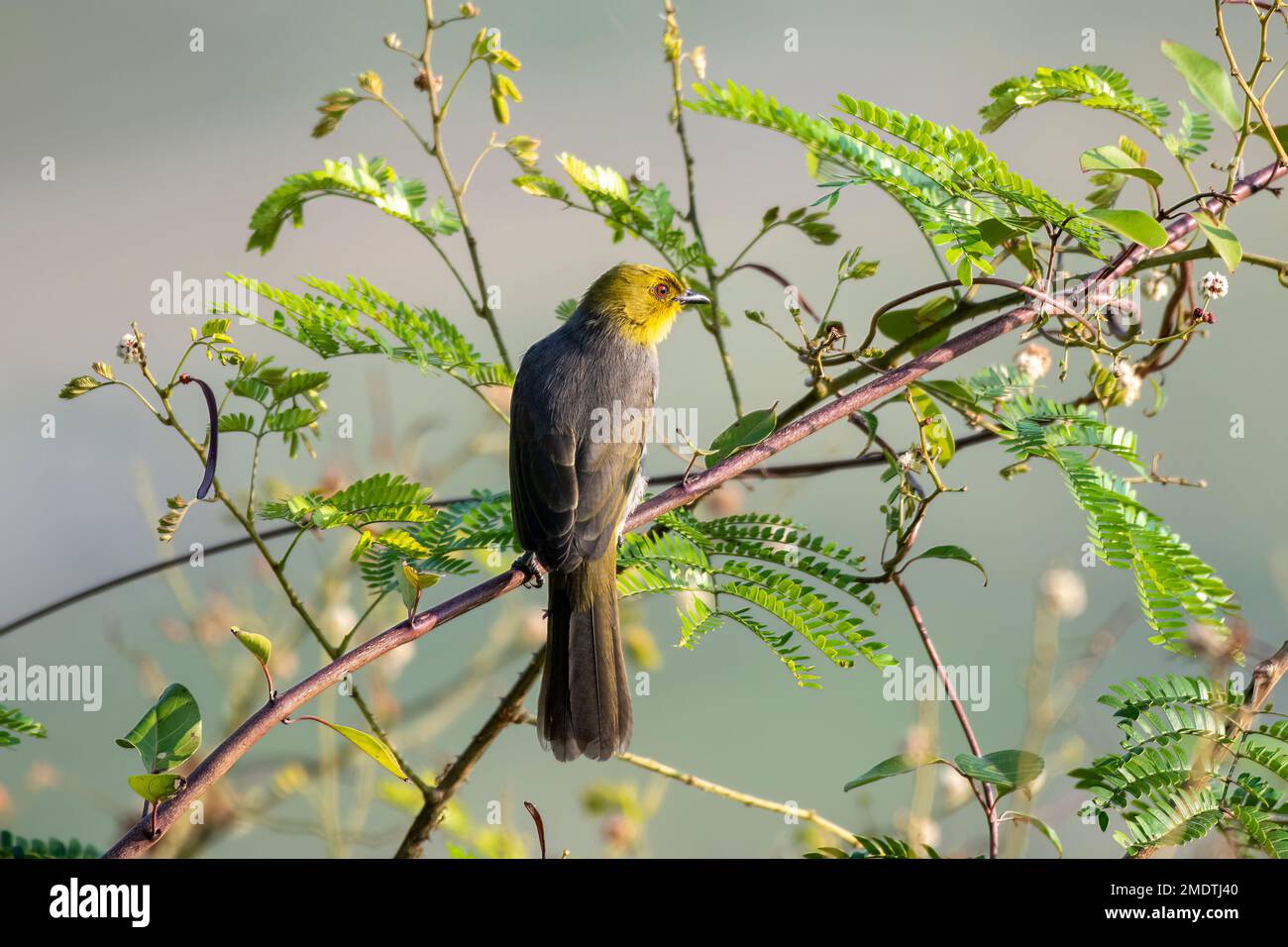 Yellow-throated bulbul or Pycnonotus xantholaemus an endemic specie of southern India, observed in Hampi, Karnataka Stock Photo