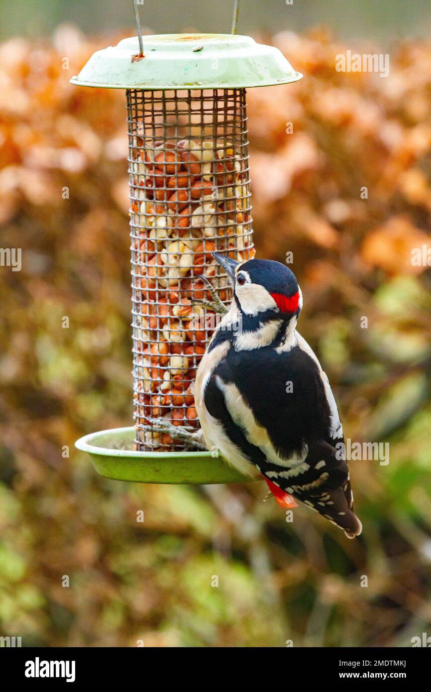 Greater Spotted Woodpecker Dendrocopos major feeding on peanuts from a garden  bird feeder during winter Stock Photo